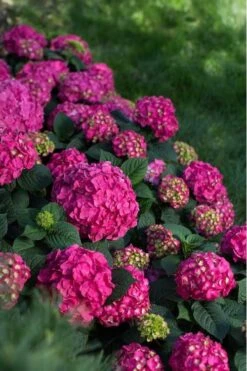 Summer Crush Endless Summer Hydrangea - 2 Gallon Pot -Cheap US Topiary Plant Store Hydrangea Summer Crush Endless Summer 9 2