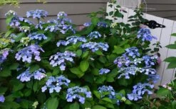 Twist-N-Shout Endless Summer Hydrangea - 3 Gallon Pot -Cheap US Topiary Plant Store Hydrangea Twist N Shout Blue Flowers 3 1