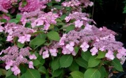 Twist-N-Shout Endless Summer Hydrangea - 1 Gallon Pot 10 Twist-N-Shout Endless Summer Hydrangea - 1 Gallon Pot -Cheap US Topiary Plant Store Hydrangea Twist N Shout Pink Flowers 2