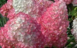 Vanilla Strawberry Hydrangea - 3 Gallon Pot -Cheap US Topiary Plant Store Hydrangea Vanilla Strawberry 2