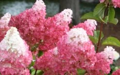 Vanilla Strawberry Hydrangea - 3 Gallon Pot -Cheap US Topiary Plant Store Hydrangea Vanilla Strawberry 3