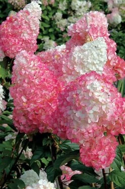Vanilla Strawberry Hydrangea - 1 Gallon Pot -Cheap US Topiary Plant Store Hydrangea Vanilla Strawberry BS 1