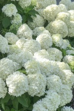 White Wedding Hydrangea - 2 Gallon Pot -Cheap US Topiary Plant Store Hydrangea White Wedding 5 x750