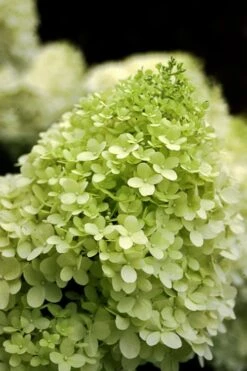 Limelight PeeGee Hydrangea - 2.5 Gallon Pot -Cheap US Topiary Plant Store Hydrangea limelightf BS 3