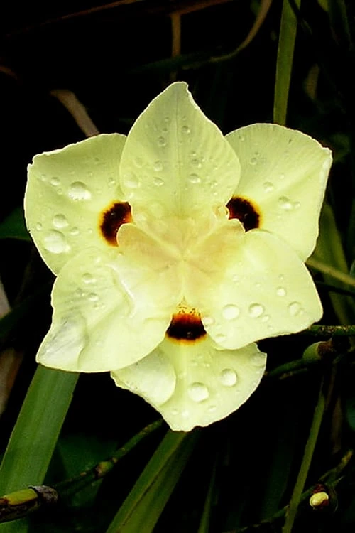 Yellow Butterfly African Iris - Dietes Bicolor - 1 Gallon Pot 1 Yellow Butterfly African Iris - Dietes Bicolor - 1 Gallon Pot
