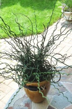 Big Twister Giant Corkscrew Rush (Juncus Effusus) - 5 Pack Of Quart Pots -Cheap US Topiary Plant Store Juncus Big Twister 10