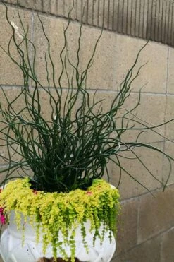 Big Twister Giant Corkscrew Rush (Juncus Effusus) - 5 Pack Of Quart Pots -Cheap US Topiary Plant Store Juncus Big Twister 12
