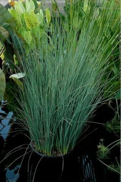 Blue Arrows Rush (Juncus Inflexus) - 8 Pack Of 1 Gallon Pots -Cheap US Topiary Plant Store Juncus Blue Arrows 11