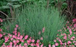 Blue Arrows Rush (Juncus Inflexus) - 8 Pack Of 1 Gallon Pots -Cheap US Topiary Plant Store Juncus Blue Arrows 12