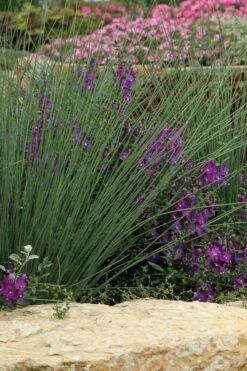 Blue Arrows Rush (Juncus Inflexus) - 8 Pack Of 1 Gallon Pots -Cheap US Topiary Plant Store Juncus Blue Arrows 500x750 1