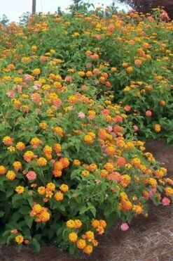 Miss Huff Hardy Lantana - 5 Pack Of Quart Pots -Cheap US Topiary Plant Store Lantana Miss Huff 14 1