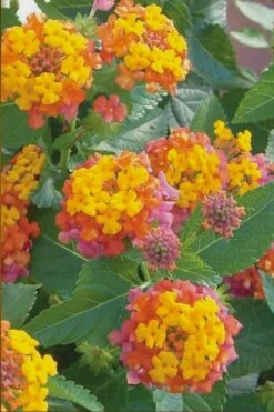 Miss Huff Hardy Lantana - 5 Pack Of Quart Pots -Cheap US Topiary Plant Store Lantana Miss Huff 50 3