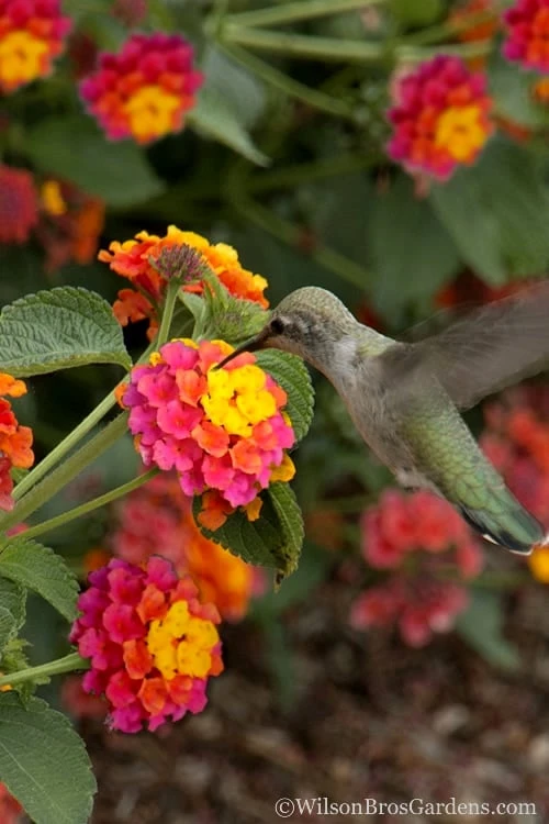 Sonset Hardy Lantana - 1 Gallon Pot 1 Sonset Hardy Lantana - 1 Gallon Pot