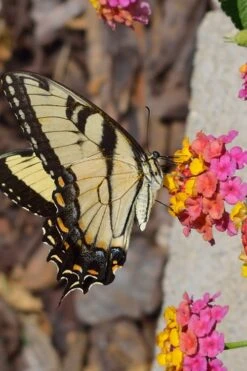 Sonset Hardy Lantana - 1 Gallon Pot 14 Sonset Hardy Lantana - 1 Gallon Pot -Cheap US Topiary Plant Store Lantana Sonset 25