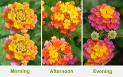 Sonset Hardy Lantana - 1 Gallon Pot 11 Sonset Hardy Lantana - 1 Gallon Pot -Cheap US Topiary Plant Store Lantana Sonset 26