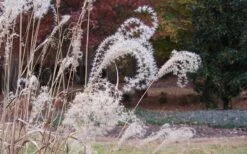 Bandwidth Dwarf Zebra Grass - 6 Pack Of 1 Gallon Pots -Cheap US Topiary Plant Store Little Zebra Grass 1