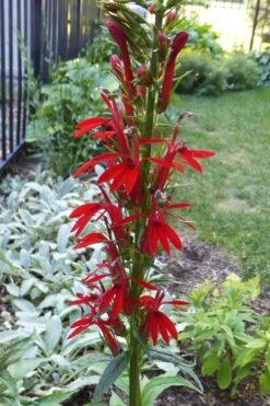 Red Cardinal Flower (Lobelia Cardinalis) - 1 Gallon Pot -Cheap US Topiary Plant Store Lobelia Cardinalis Cardinal Flower 2
