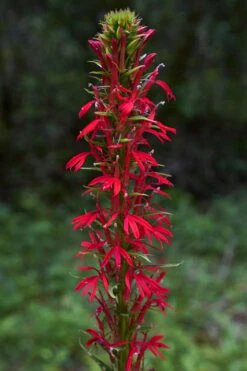 Red Cardinal Flower (Lobelia Cardinalis) - 1 Gallon Pot -Cheap US Topiary Plant Store Lobelia Cardinalis Cardinal Flower 3