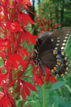 Red Cardinal Flower (Lobelia Cardinalis) - 1 Gallon Pot -Cheap US Topiary Plant Store Lobelia Cardinalis Cardinal Flower 4