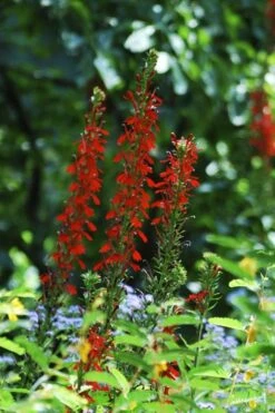 Red Cardinal Flower (Lobelia Cardinalis) - 1 Gallon Pot -Cheap US Topiary Plant Store Lobelia Cardinalis Cardinal Flower 5
