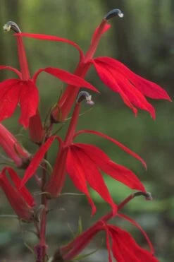 Red Cardinal Flower (Lobelia Cardinalis) - 1 Gallon Pot -Cheap US Topiary Plant Store Lobelia Cardinalis Cardinal Flower 6