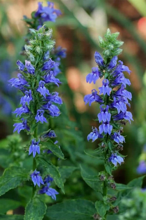 Great Blue Lobelia - 1 Gallon Pot 5 Great Blue Lobelia - 1 Gallon Pot - Image 5