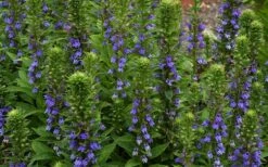 Great Blue Lobelia - 1 Gallon Pot 9 Great Blue Lobelia - 1 Gallon Pot -Cheap US Topiary Plant Store Lobelia Siphilitica Great Blue 3