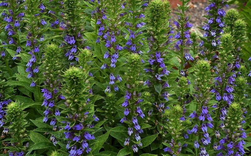 Great Blue Lobelia - 1 Gallon Pot 4 Great Blue Lobelia - 1 Gallon Pot - Image 4