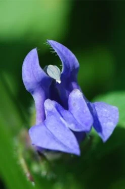 Great Blue Lobelia - 1 Gallon Pot 11 Great Blue Lobelia - 1 Gallon Pot -Cheap US Topiary Plant Store Lobelia Siphilitica Great Blue 5