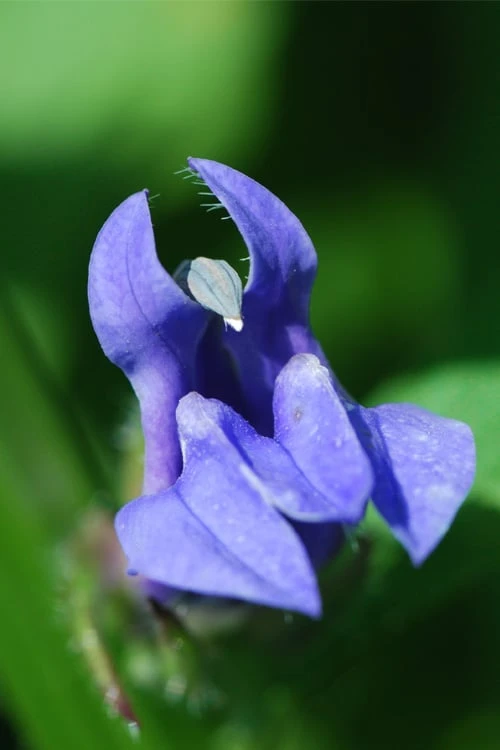 Great Blue Lobelia - 1 Gallon Pot 6 Great Blue Lobelia - 1 Gallon Pot - Image 6
