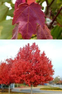 Summer Red Maple Tree - 2 Gallon Pot -Cheap US Topiary Plant Store Maple Summer Red 500x700 1