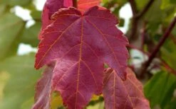 Summer Red Maple Tree - 2 Gallon Pot -Cheap US Topiary Plant Store Maple Summer Red Leaf