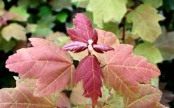 Summer Red Maple Tree - 2 Gallon Pot -Cheap US Topiary Plant Store Maple Summer Red Leaf Summer