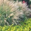 Adagio Dwarf Maiden Grass (Miscanthus Sinensis) - 6-Pack Of 1 Gallon Pots
