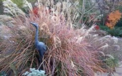 Adagio Dwarf Maiden Grass (Miscanthus Sinensis) - 6-Pack Of 1 Gallon Pots 12 Adagio Dwarf Maiden Grass (Miscanthus Sinensis) - 6-Pack Of 1 Gallon Pots -Cheap US Topiary Plant Store Miscanthus Adagio Fall Foliage Color