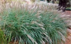 Little Kitten Dwarf Maiden Grass - Miscanthus Sinensis - 3 Gallon Pot -Cheap US Topiary Plant Store Miscanthus Little Kittens 10