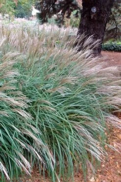 Little Kitten Dwarf Maiden Grass - Miscanthus Sinensis - 3 Gallon Pot -Cheap US Topiary Plant Store Miscanthus Little Kittens 11