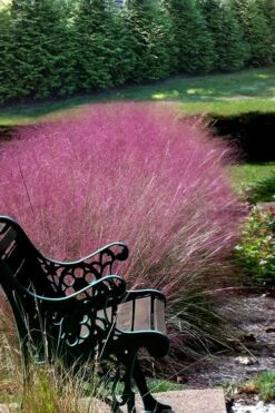 Pink Muhly Grass (Cotton Candy Grass) - 16 Pack Of 1 Gallon Pots -Cheap US Topiary Plant Store Muhly Grass Pink 200 1