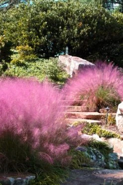 Pink Muhly Grass - Cotton Candy Grass - 6 Pack Of 1 Gallon Pots -Cheap US Topiary Plant Store Muhly Grass Pink 202 2