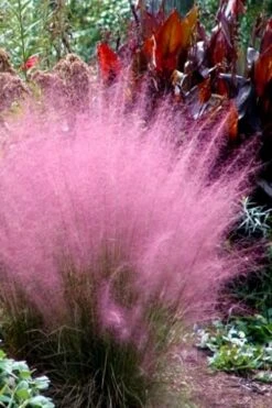 Pink Muhly Grass - Cotton Candy Grass - 2 Gallon Pot -Cheap US Topiary Plant Store Muhly Grass Pink 204