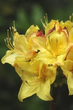 Canary Isles Aromi Azalea (Rhododendron Hybrid) - 3 Gallon Pot -Cheap US Topiary Plant Store Native Azalea Canary Isles 4