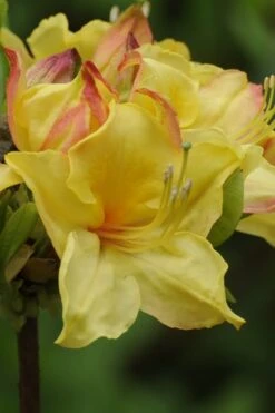 Canary Isles Aromi Azalea (Rhododendron Hybrid) - 3 Gallon Pot -Cheap US Topiary Plant Store Native Azalea Canary Isles 5