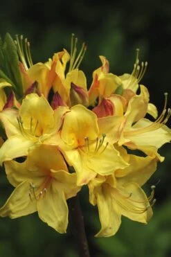 Canary Isles Aromi Azalea (Rhododendron Hybrid) - 3 Gallon Pot -Cheap US Topiary Plant Store Native Azalea Canary Isles 7