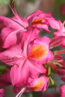 Country Cousin Pink Aromi Azalea (Rhododendron Hybrid) - 1 Gallon Pot -Cheap US Topiary Plant Store Native Azalea Country Cousin 3