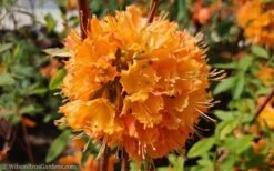 Dons Variegated Native Azalea - Rhododendron - 1 Gallon Pot -Cheap US Topiary Plant Store Native Azalea Dons Variegated 10