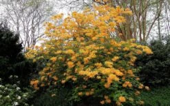 Escatawpa Florida Flame Native Azalea (Rhododendron Austrinum) - 3 Gallon Pot -Cheap US Topiary Plant Store Native Azalea Escatawpa 4