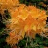 Escatawpa Florida Flame Native Azalea (Rhododendron Austrinum) - 3 Gallon Pot