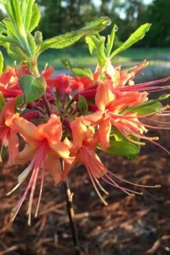 Evening Sunset Native Azalea (Rhododendron Austrinum) - 3 Gallon Pot -Cheap US Topiary Plant Store Native Azalea Evening Sunset 1