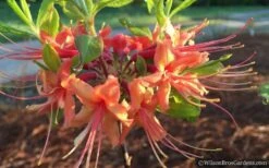 Evening Sunset Native Azalea (Rhododendron Austrinum) - 3 Gallon Pot -Cheap US Topiary Plant Store Native Azalea Evening Sunset 2
