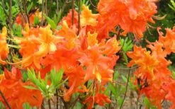 Frontier Gold Aromi Azalea (Rhododendron Hybrid) - 1 Gallon Pot -Cheap US Topiary Plant Store Native Azalea Frontier Gold 4